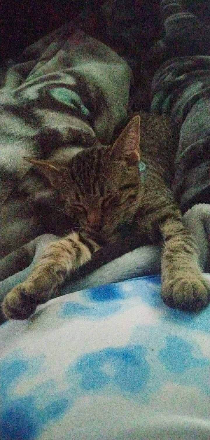 Kitana joined the competition — help win amazing prizes! carnivore, cat, claw, cloud, comfort, domestic_short_haired_cat, eye, felidae, fur, human_leg, linens, mammal, mountain, nap, paw, small_to_medium_sized_cats, snout, tail, vertebrate, whiskers