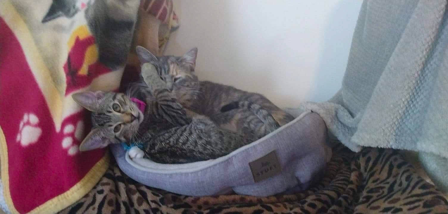 Kitana is registered to the contest to win money with this photo: carnivore, cat, cat_bed, cat_supply, comfort, domestic_short_haired_cat, felidae, fur, grey, linens, pet_supply, small_to_medium_sized_cats, terrestrial_animal, whiskers