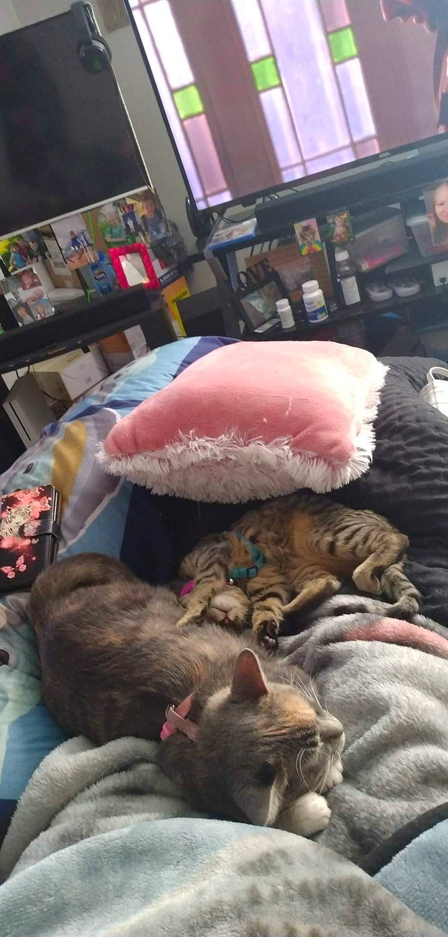 Kitana is registered to the contest to win money with this photo: carnivore, cat, comfort, companion_dog, domestic_short_haired_cat, felidae, flooring, fur, fur_clothing, lap, linens, nap, picture_frame, room, shelf, small_to_medium_sized_cats, snapshot, toy, whiskers