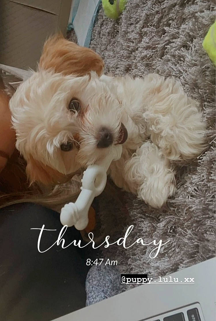 Lulu joined the competition — help win amazing prizes! carnivore, companion_dog, dog, dog_breed, dog_collar, dog_supply, font, fur, labradoodle, pet_supply, photo_caption, puppy_love, small_terrier, snout, sporting_group, terrier, toy, toy_dog, water_dog, working_animal