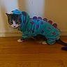 animal, bell, cat, collar, costume, dinosaur_costume, dinosaur_spikes, funny, indoor, pet, polka_dots, portrait, purple, sitting, tabby, turquoise, walking, whiskers, white_paws, wooden_floor