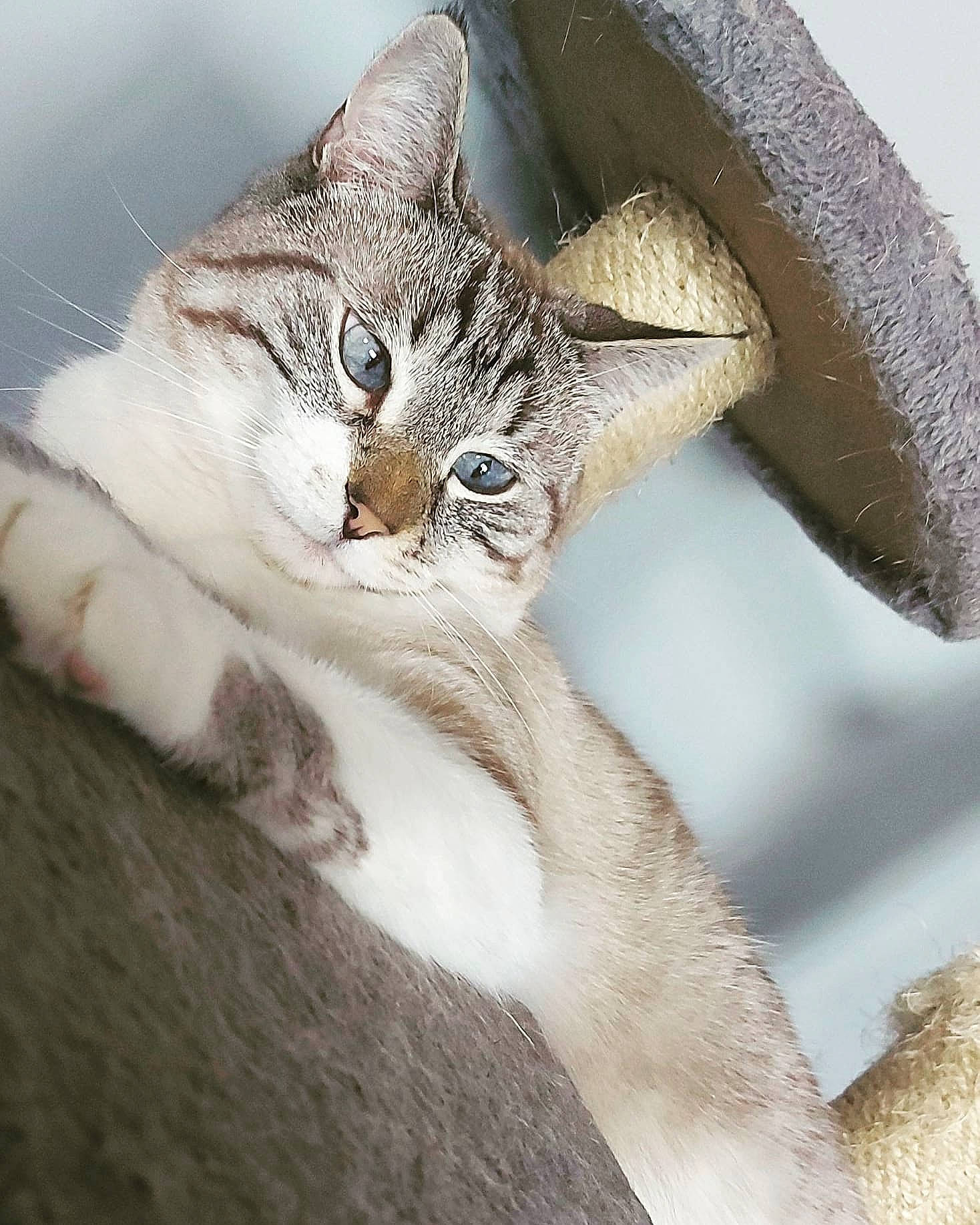 Rayban participe au concours pour gagner de l'argent avec cette photo : carnivore, cat, claw, domestic_short_haired_cat, eye, felidae, fur, paw, plant, small_to_medium_sized_cats, snout, tail, terrestrial_animal, tree, trunk, twig, whiskers, wildlife, wood