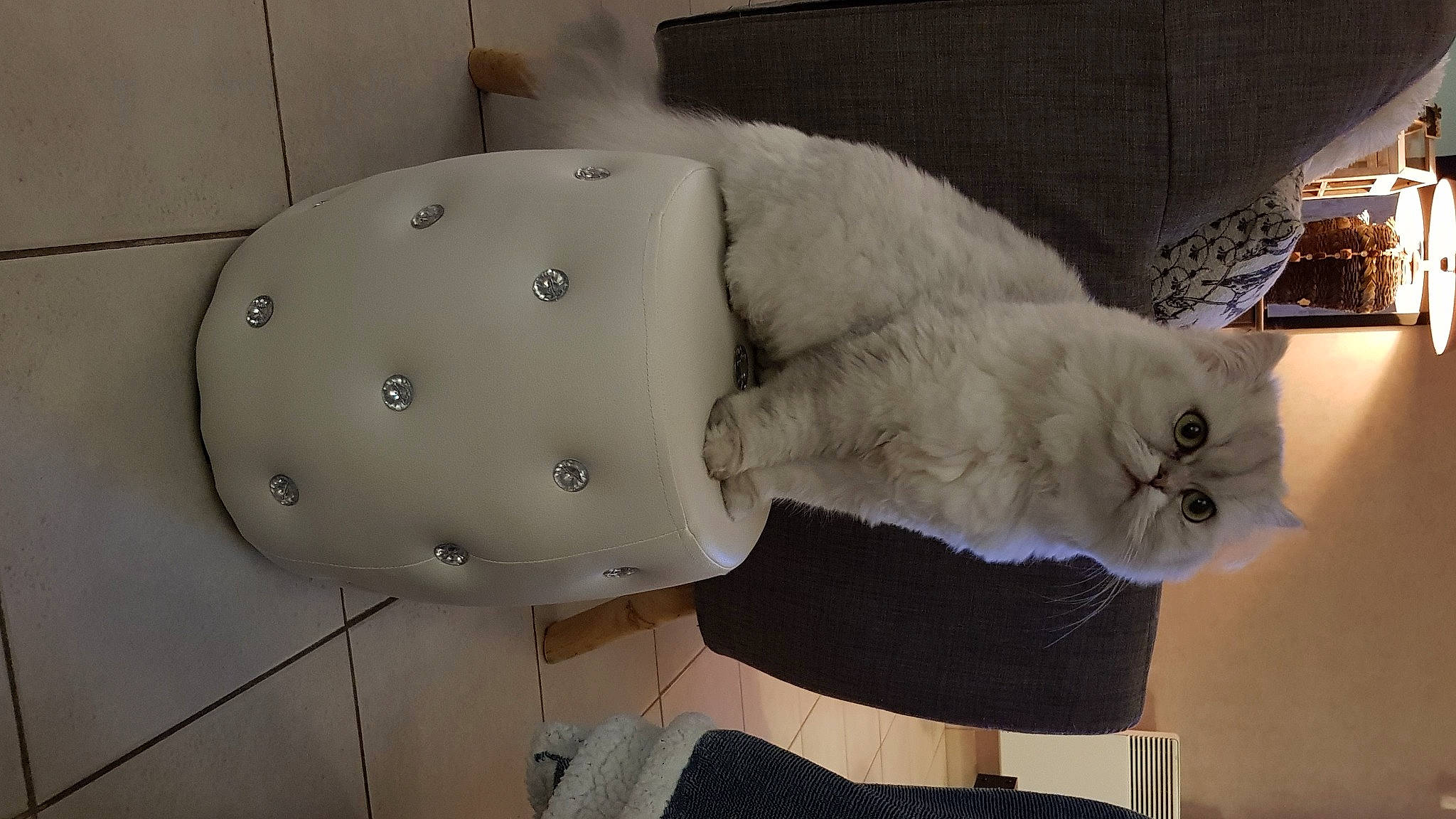 Talia participe au concours pour gagner de l'argent avec cette photo : carnivore, cat, felidae, fur, small_to_medium_sized_cats, whiskers