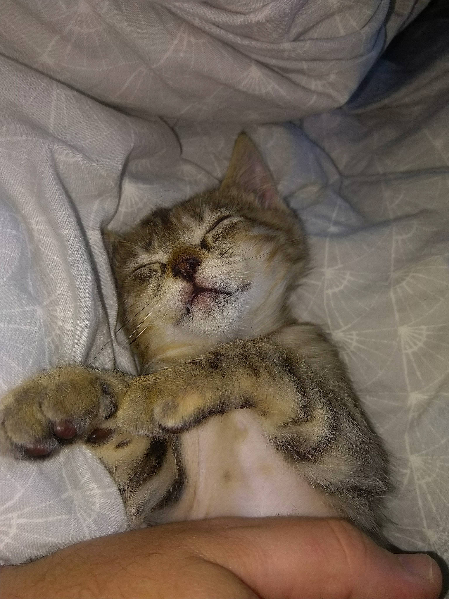 Puma a rejoint le concours — aidez-le/la à gagner de superbes lots ! bed, bedding, carnivore, cat, claw, comfort, domestic_short_haired_cat, fawn, felidae, fur, linens, paw, small_to_medium_sized_cats, terrestrial_animal, whiskers