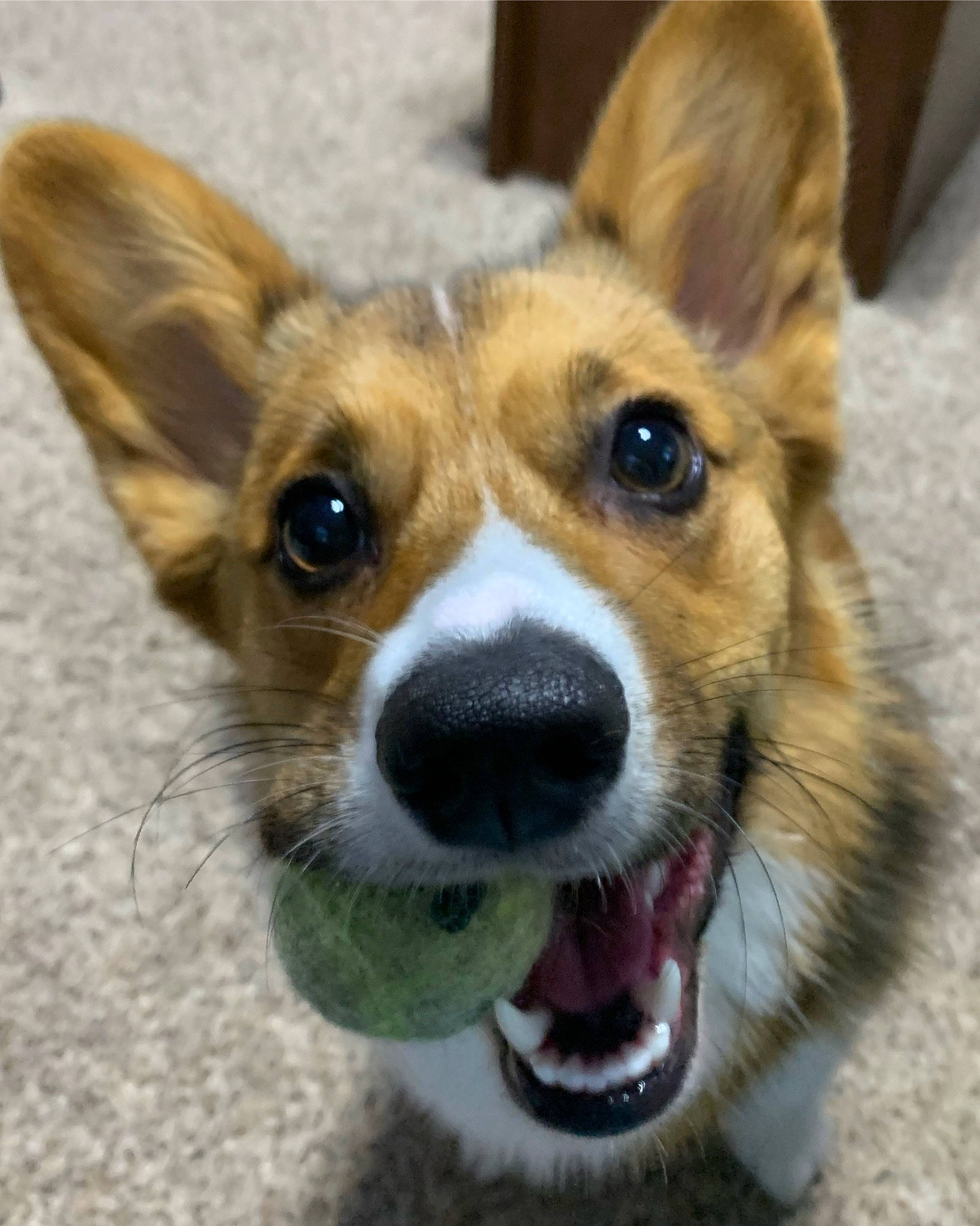 Annie joined the competition — help win amazing prizes! canidae, cardigan_welsh_corgi, carnivore, collar, companion_dog, dog, dog_breed, door, ear, fawn, fur, head, snout, sporting_group, terrestrial_animal, toy_dog, welsh_corgi, whiskers, window, working_animal