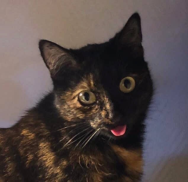 Louna participe au concours pour gagner de l'argent avec cette photo : black_cat, carnivore, cat, domestic_short_haired_cat, ear, felidae, fur, small_to_medium_sized_cats, snout, terrestrial_animal, whiskers