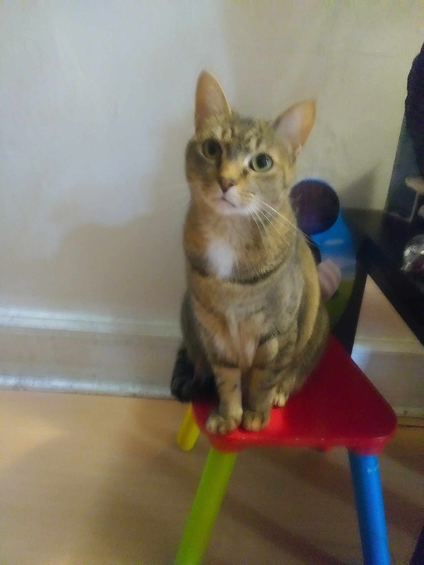 Calie is registered to the contest to win money with this photo: cat, tabby_cat, pet, animal, chair, colorful_chair, indoor, floor, wall, curious, sitting, looking, domestic_animal, feline, small_chair, household, cute, whiskers, ears, paws