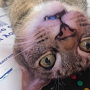 Calie is registered to the contest to win money with this photo: cat, tabby, close_up, face, whiskers, fangs, eyes, pet, animal, fur, curious, lying_down, upside_down, indoor, domestic, closeup, portrait, head, resting, background