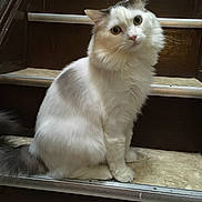 Goto joined the competition — help win amazing prizes! cat, animal, pet, fluffy, white, gray, stairs, indoor, curious, sitting, feline, portrait, fur, whiskers, cute, domestic, mammal, looking, house, cozy