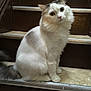 cat, animal, pet, fluffy, white, gray, stairs, indoor, curious, sitting, feline, portrait, fur, whiskers, cute, domestic, mammal, looking, house, cozy