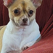 Zafire is registered to the contest to win money with this photo: dog, small_dog, chihuahua, pet, animal, ears, couch, indoor, fur, face, sitting, brown, white, texture, closeup, domestic_animal, canine, companion, resting, alert