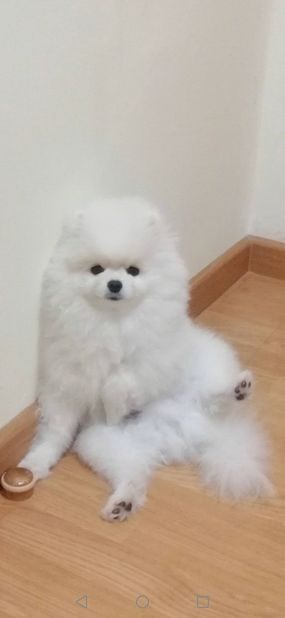 Lunes a rejoint le concours — aidez-le/la à gagner de superbes lots ! canidae, carnivore, companion_dog, dog, dog_breed, face, flooring, fur, hardwood, maltepoo, non_sporting_group, poodle, snout, sporting_group, tableware, toy_dog, varnish, wood, working_animal