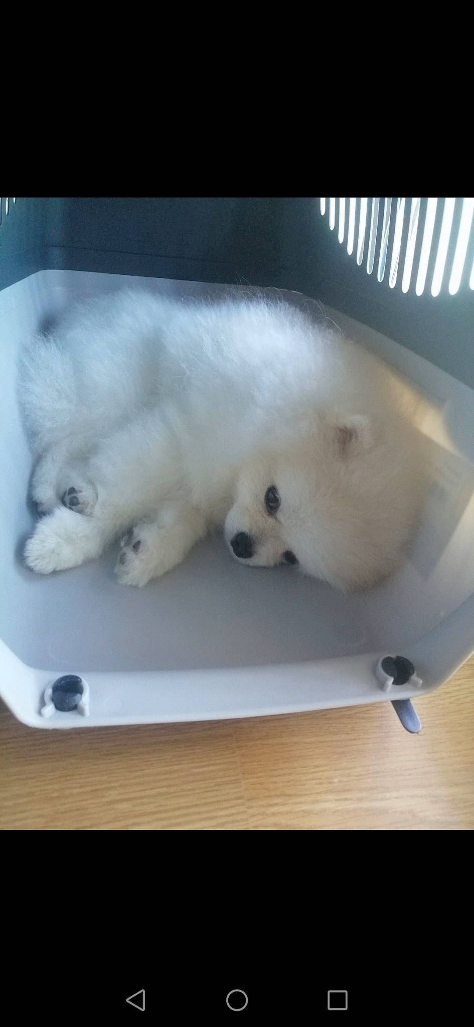 Lunes participe au concours pour gagner de l'argent avec cette photo : bear, canidae, carnivore, companion_dog, dog, dog_breed, fur, paw, polar_bear, rectangle, snout, snow, sporting_group, tail, terrestrial_animal, volpino_italiano, whiskers, winter, wood, working_animal