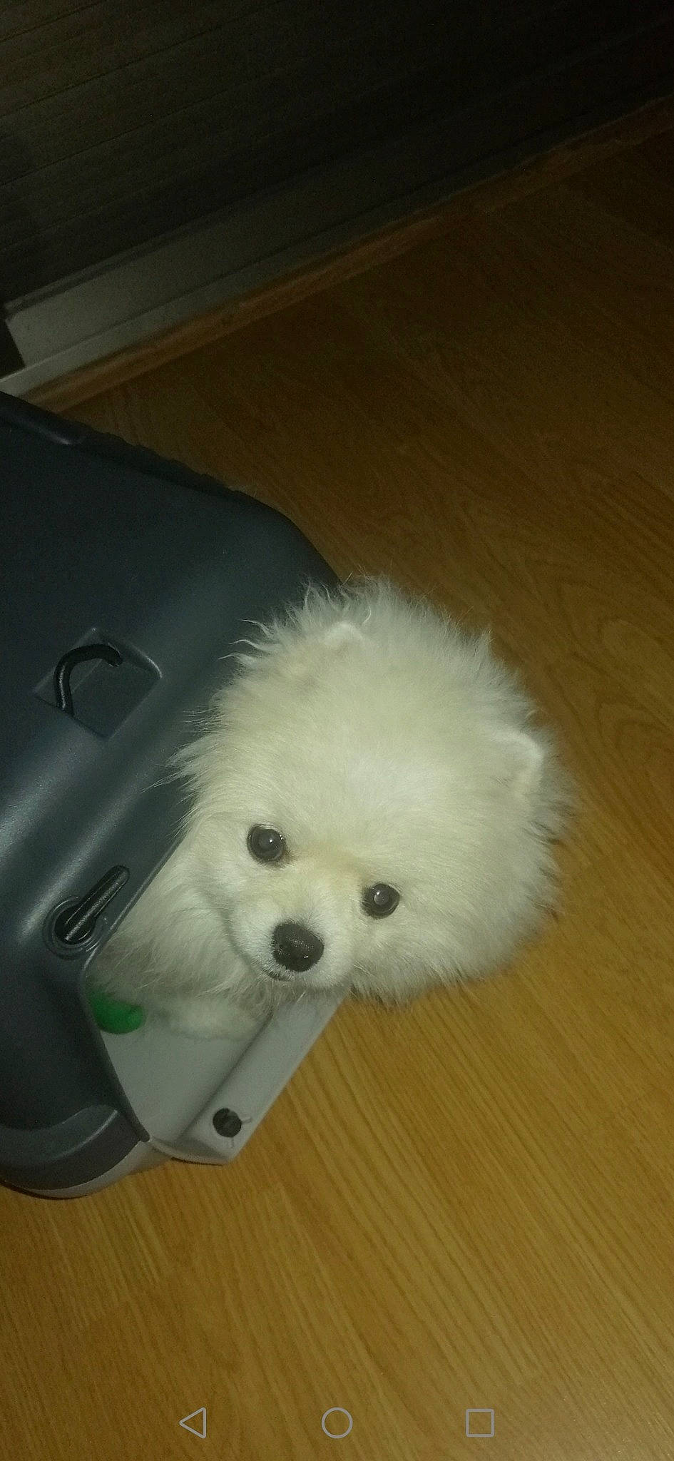 Lunes a rejoint le concours — aidez-le/la à gagner de superbes lots ! canidae, carnivore, companion_dog, dog, dog_breed, fur, german_spitz_mittel, hardwood, maltepoo, non_sporting_group, puppy, samoyed, snout, spitz, sporting_group, toy_dog, volpino_italiano, working_animal