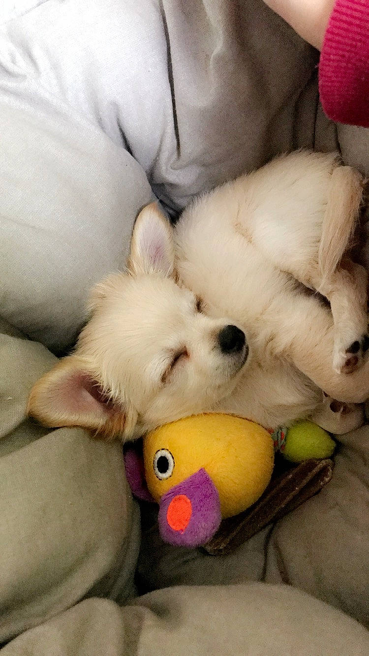 Pako a rejoint le concours — aidez-le/la à gagner de superbes lots ! canidae, carnivore, companion_dog, dog, dog_breed, japanese_spitz, nap, non_sporting_group, plush, puppy, puppy_love, stuffed_toy, toy, toy_dog, volpino_italiano