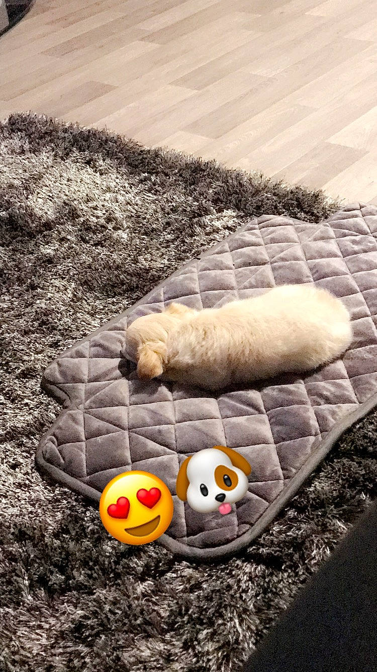 Pako a rejoint le concours — aidez-le/la à gagner de superbes lots ! canidae, dog, labrador_retriever, puppy, sporting_group