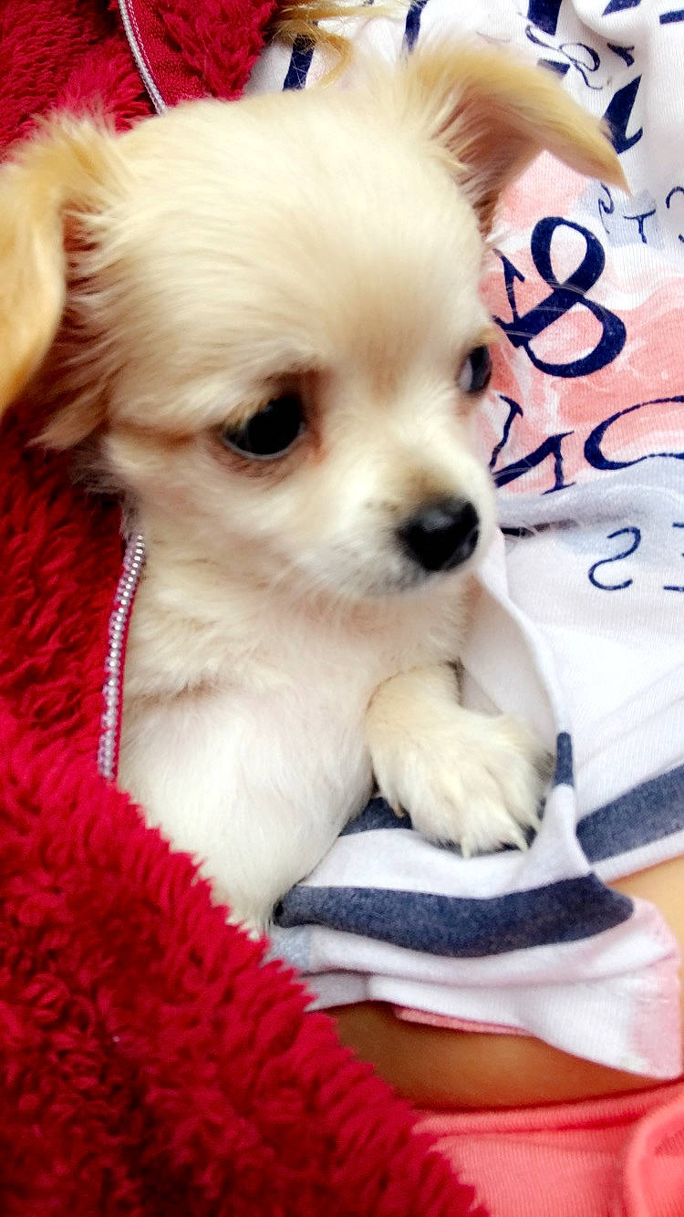 Pako participe au concours pour gagner de l'argent avec cette photo : bichon, canidae, carnivore, companion_dog, dog, dog_breed, maltepoo, maltese, mammal, non_sporting_group, pekapoo, pomeranian, puppy, puppy_love, rare_breed_dog, shih_tzu, skin, sporting_group, toy_dog, vertebrate