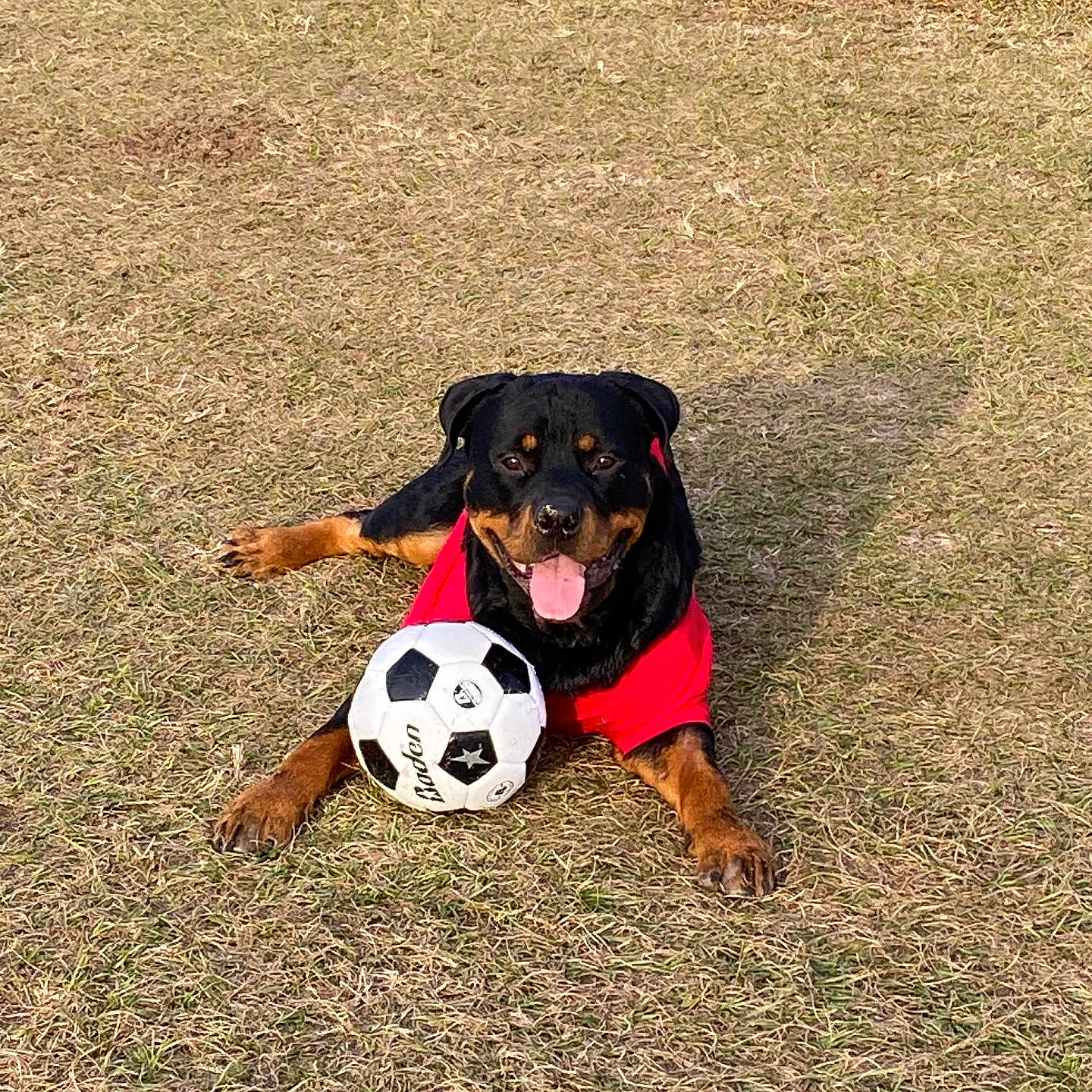 Bunkey is registered to the contest to win money with this photo: animal, ball, canine, dog, face, field, football, grass, head, hound, nature, outdoors, park, pet, plant, puppy, soccer, soccerball, sphere, sport