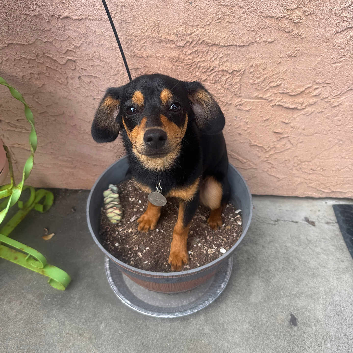 Rex joined the competition — help win amazing prizes! accessories, animal, beagle, canine, cookware, dog, hound, jar, leash, pebble, pet, plant, planter, pot, pottedplant, pottery, puppy, soil, strap, vase