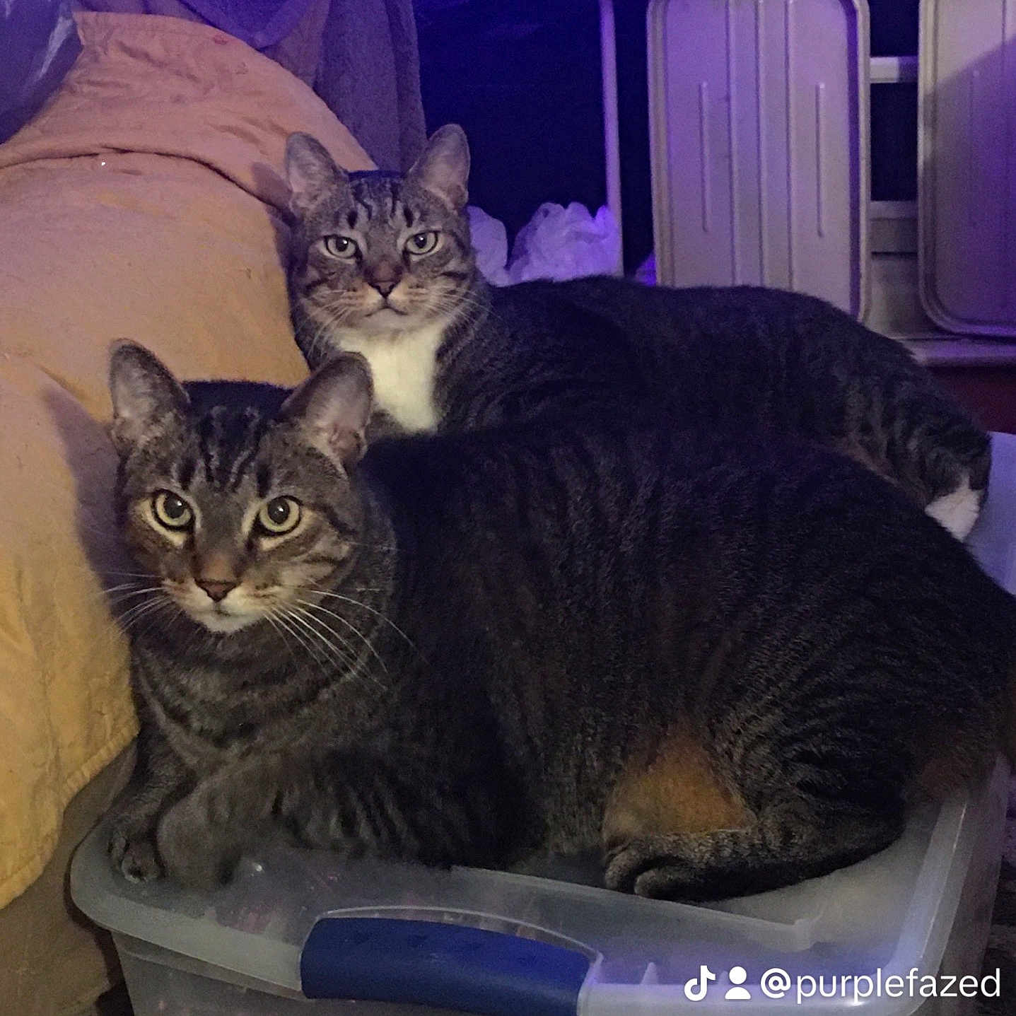 Simba And Gracie joined the competition — help win amazing prizes! abyssinian, animal, bed, bedroom, box, cat, closet, couch, creditcard, cupboard, drawer, furniture, homedecor, indoors, kitten, laundry, manx, pet, room, text