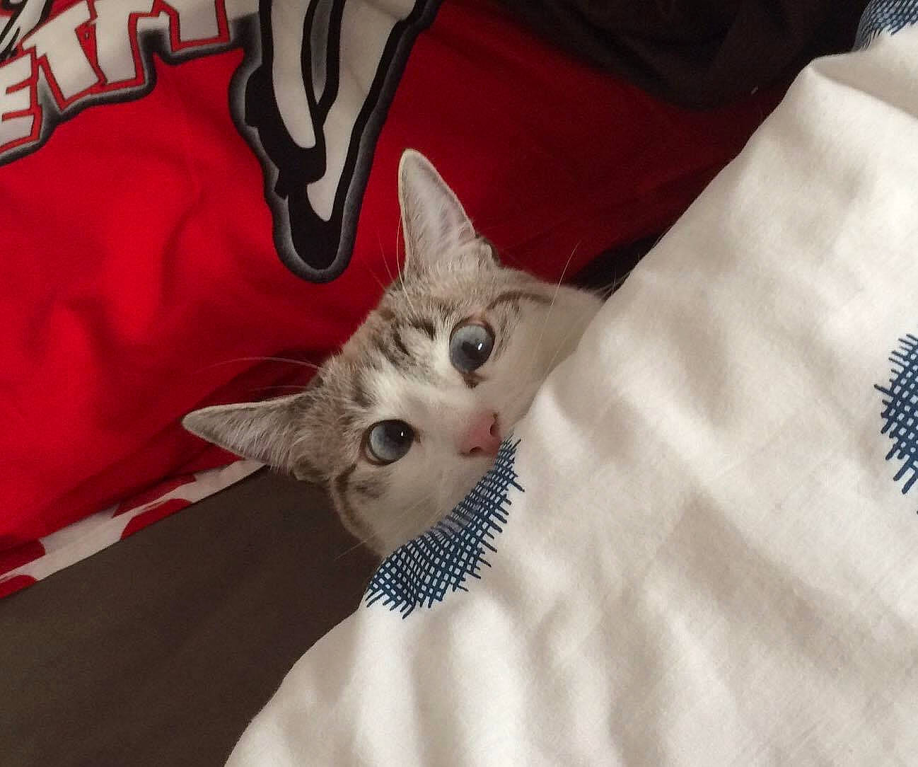 Louna participe au concours pour gagner de l'argent avec cette photo : carmine, carnivore, cat, claw, comfort, domestic_short_haired_cat, fashion_accessory, fawn, felidae, font, fur, grey, linens, pattern, paw, room, sleeve, small_to_medium_sized_cats, tail, whiskers