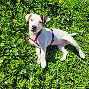 Chanel a rejoint le concours — aidez-le/la à gagner de superbes lots ! animal, cute, dog, field, flowers, grass, greenery, lying_down, nature, outdoor, pet, pink_harness, puppy, relaxed, small, spring, summer, sunlight, white, young