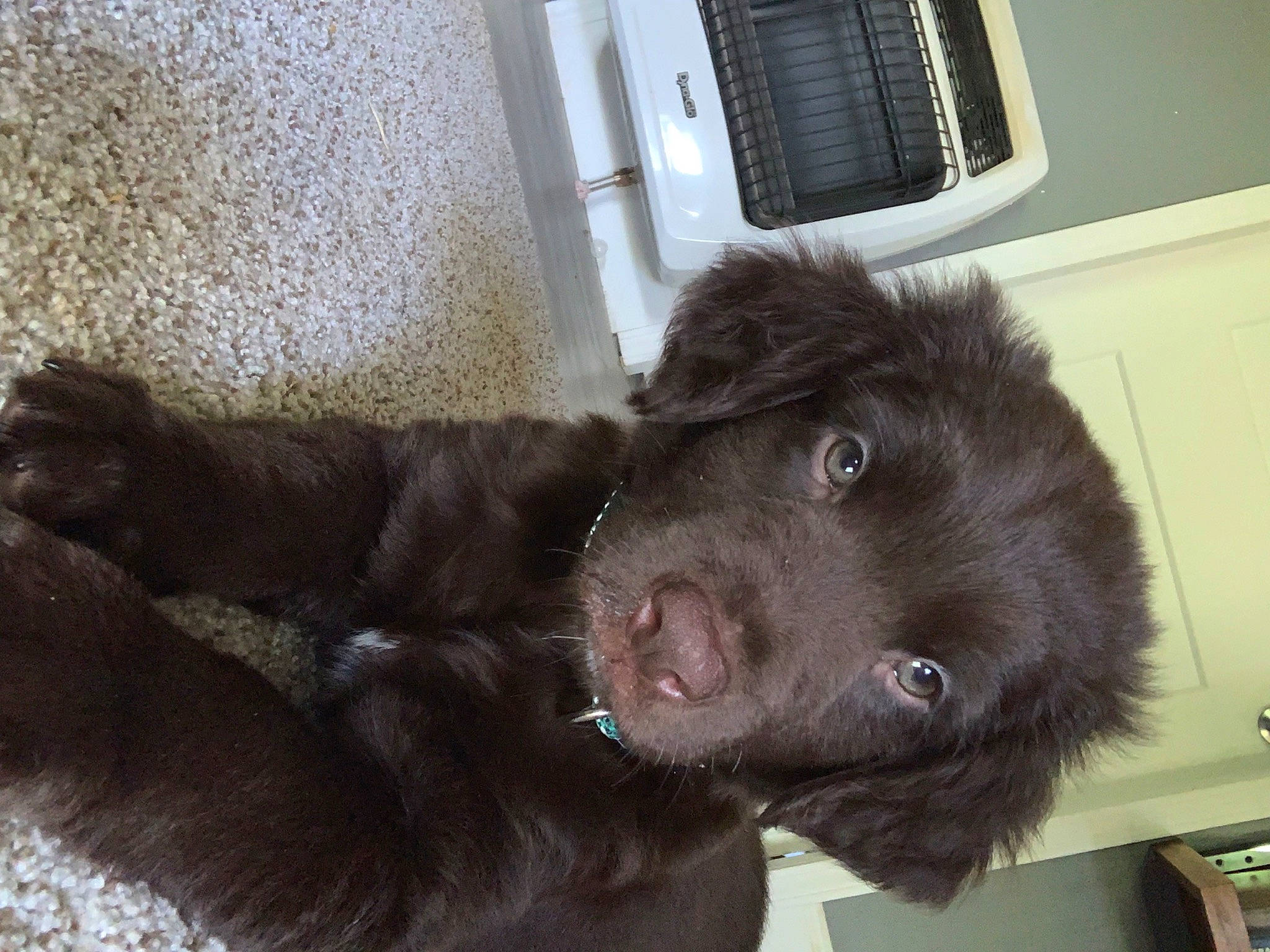 Bear joined the competition — help win amazing prizes! borador, canidae, carnivore, comfort, companion_dog, dog, dog_breed, ear, foot, fur, gun_dog, liver, natural_material, retriever, snout, sporting_group, terrestrial_animal, whiskers, working_animal