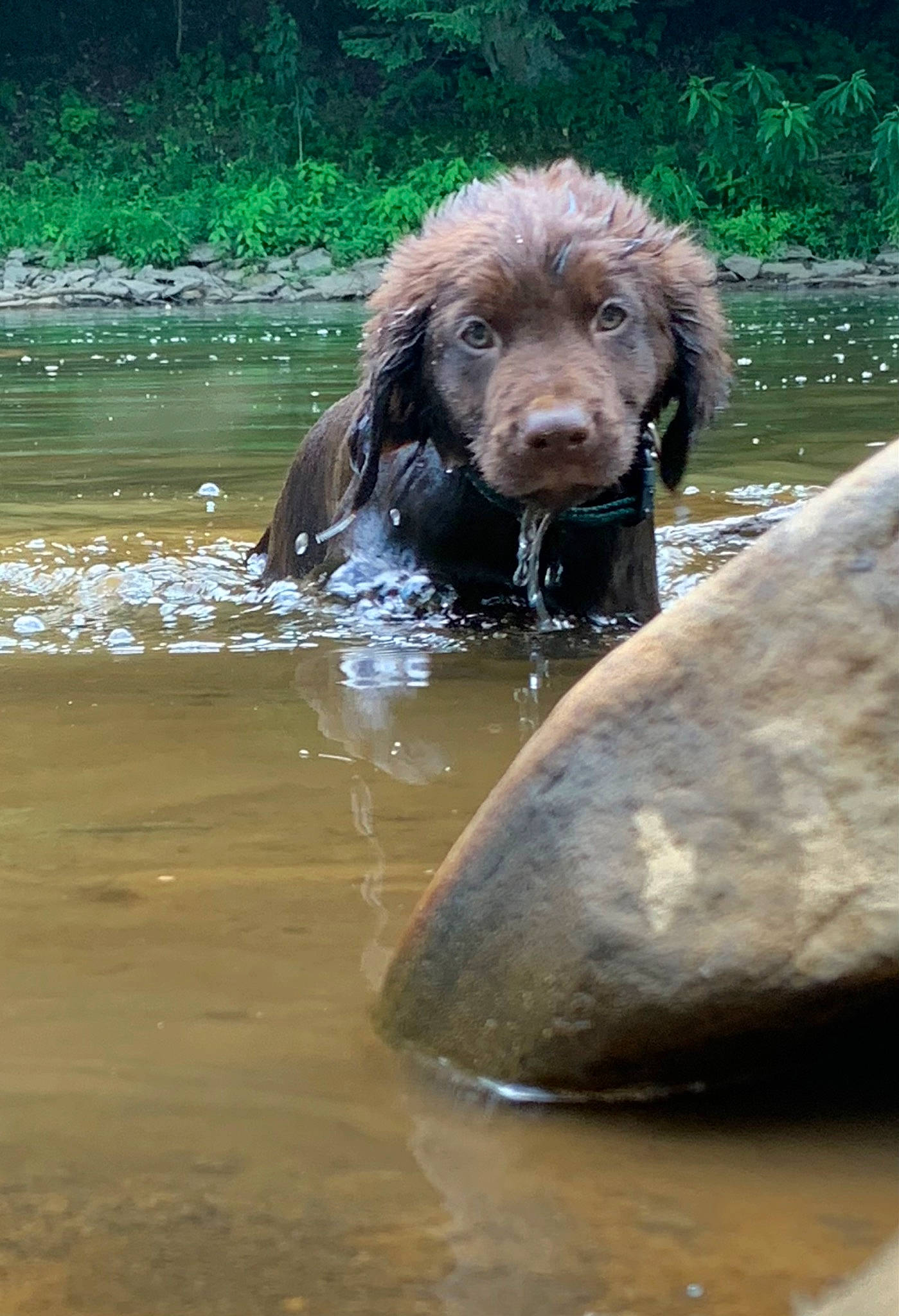 Bear is registered to the contest to win money with this photo: boats_and_boating_equipment_and_supplies, canidae, carnivore, companion_dog, dog, dog_breed, gun_dog, labradoodle, lake, liver, plant, retriever, snout, spaniel, sporting_group, standard_poodle, terrestrial_animal, water, watercourse, working_animal