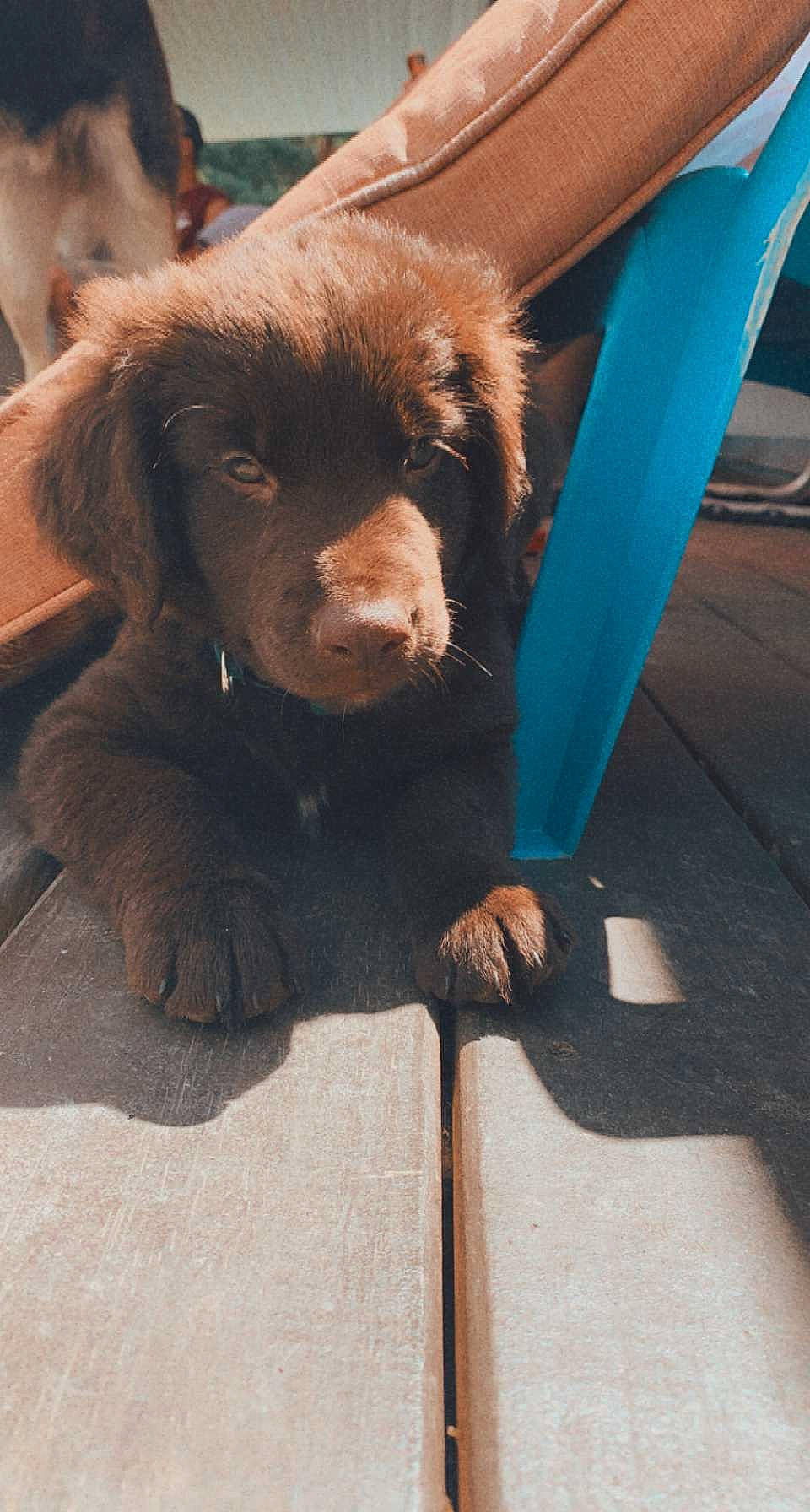 Bear joined the competition — help win amazing prizes! canidae, carnivore, claw, companion_dog, dog, dog_breed, electric_blue, fawn, foot, fur, human_leg, liver, paw, puppy, retriever, road_surface, sporting_group, terrestrial_animal, whiskers, working_animal