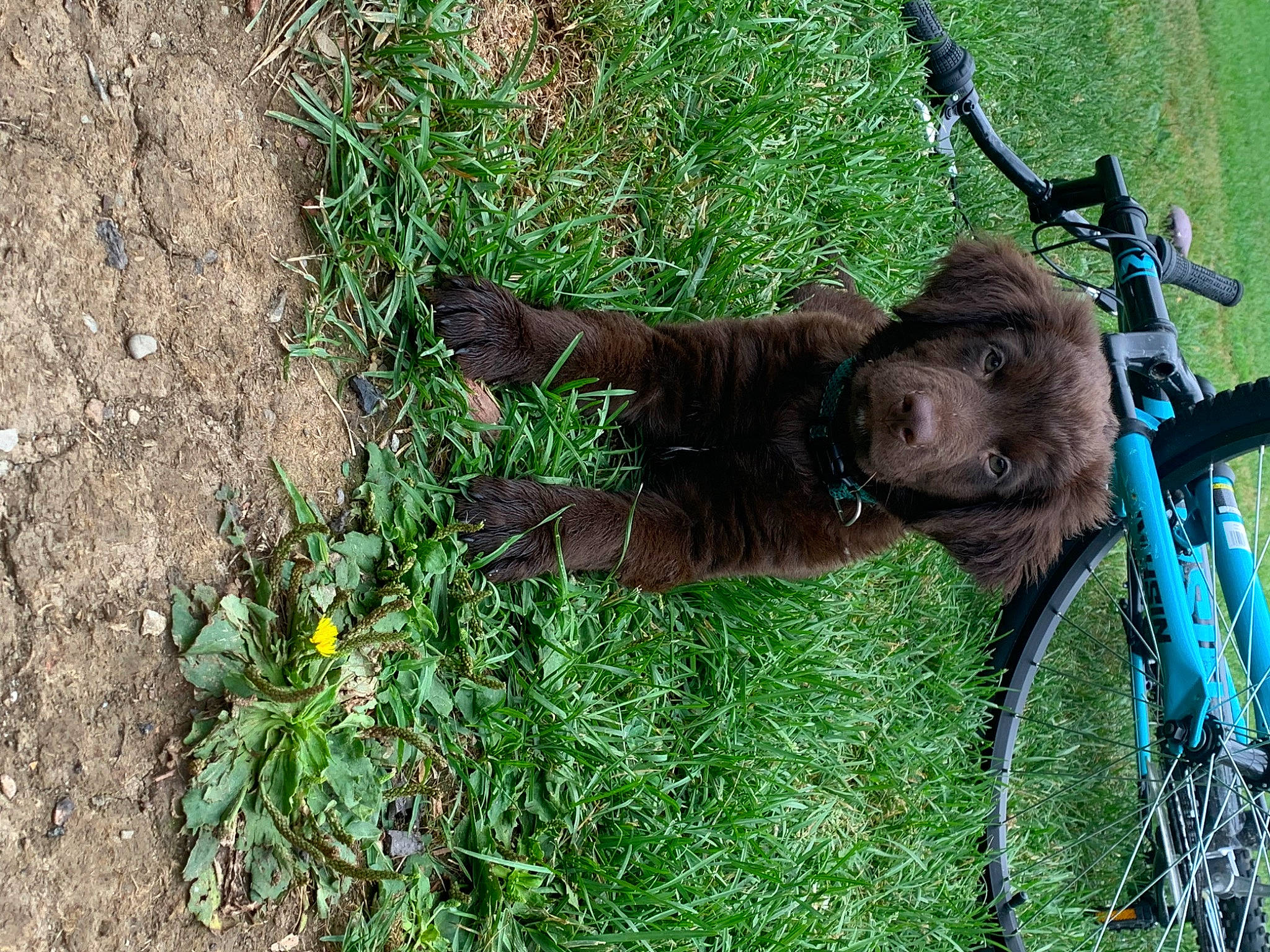 Bear joined the competition — help win amazing prizes! automotive_tire, bicycle, bicycle_fork, bicycle_frame, bicycle_handlebar, bicycle_saddle, bicycle_tire, bicycle_wheel, carnivore, dog, dog_breed, fawn, flower, grass, plant, tire, tree, vehicle, wheel, working_animal