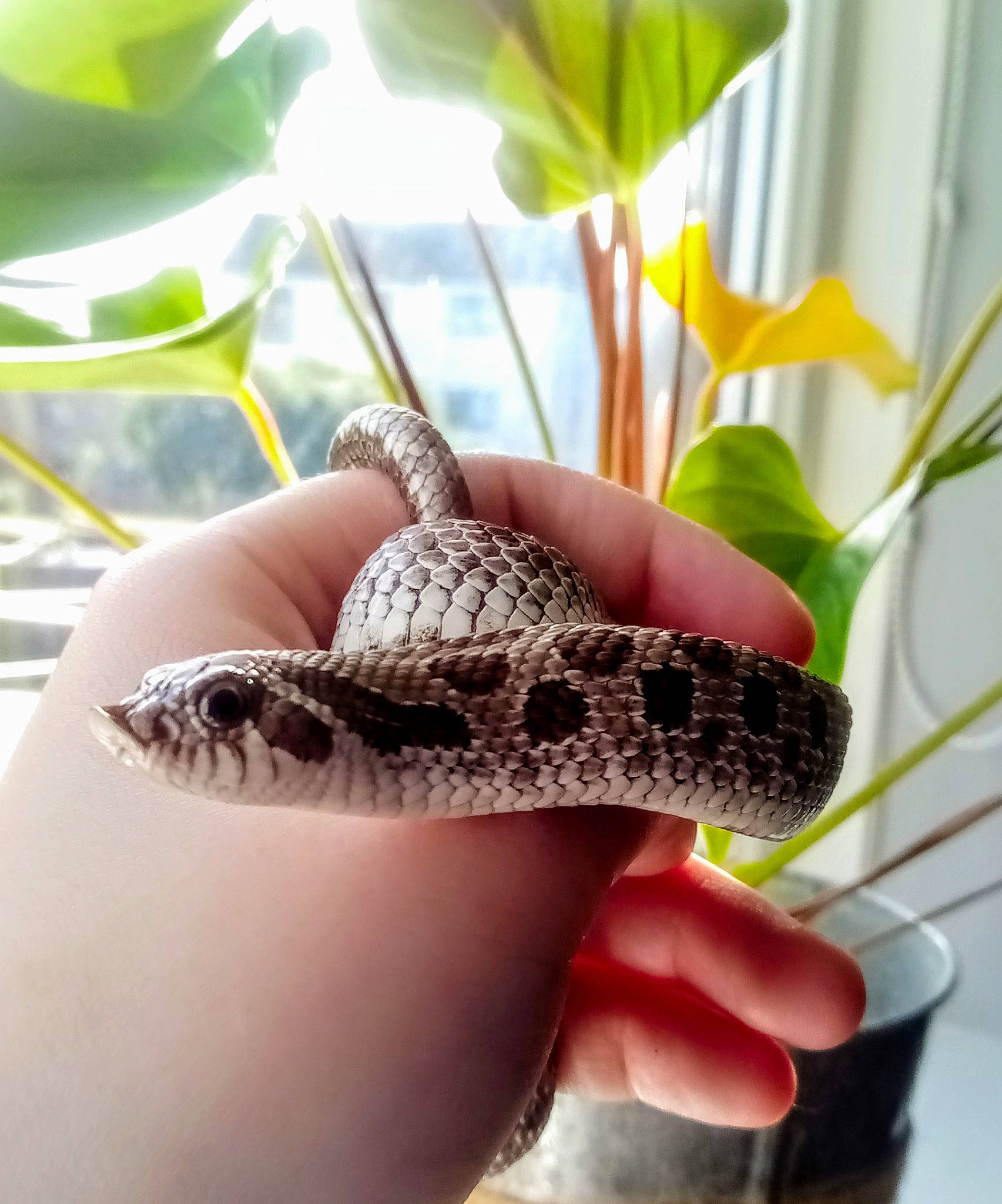Renga is registered to the contest to win money with this photo: colubridae, eastern_diamondback_rattlesnake, finger, hand, hognose_snake, rattlesnake, reptile, scaled_reptile, serpent, snake, viper
