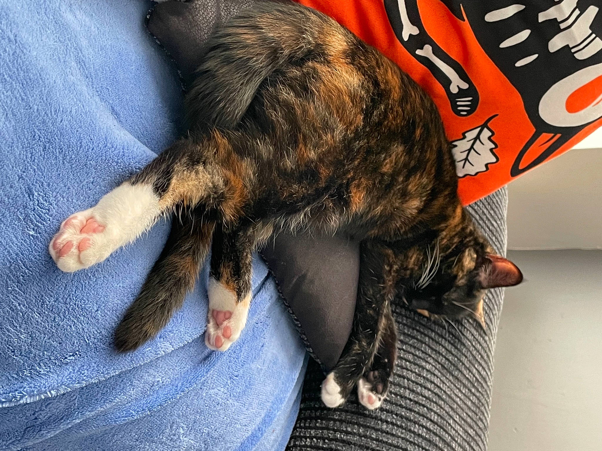 Izzy is registered to the contest to win money with this photo: canidae, carnivore, cat, claw, comfort, denim, dog_breed, fawn, felidae, foot, fur, human_leg, jeans, paw, small_to_medium_sized_cats, snout, sporting_group, tail, terrestrial_animal, whiskers