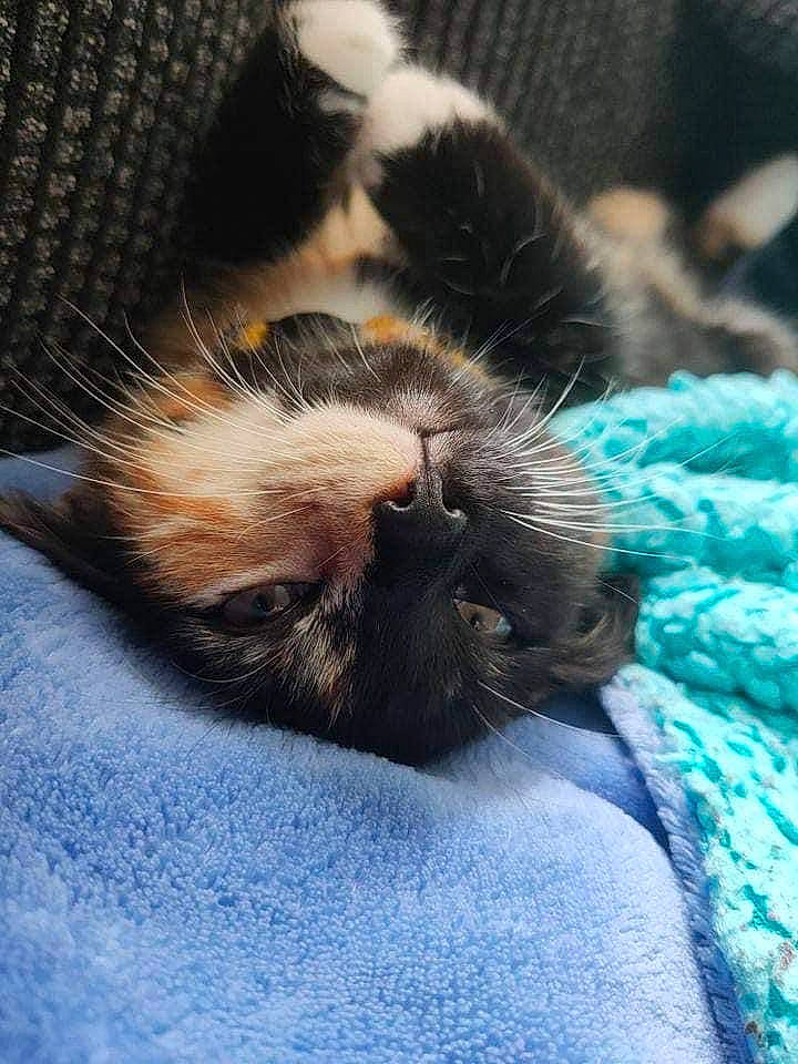 Izzy joined the competition — help win amazing prizes! blue, canidae, carnivore, cat, claw, comfort, domestic_short_haired_cat, electric_blue, fawn, felidae, fur, nap, paw, sleep, small_to_medium_sized_cats, snout, tail, terrestrial_animal, whiskers, wildlife