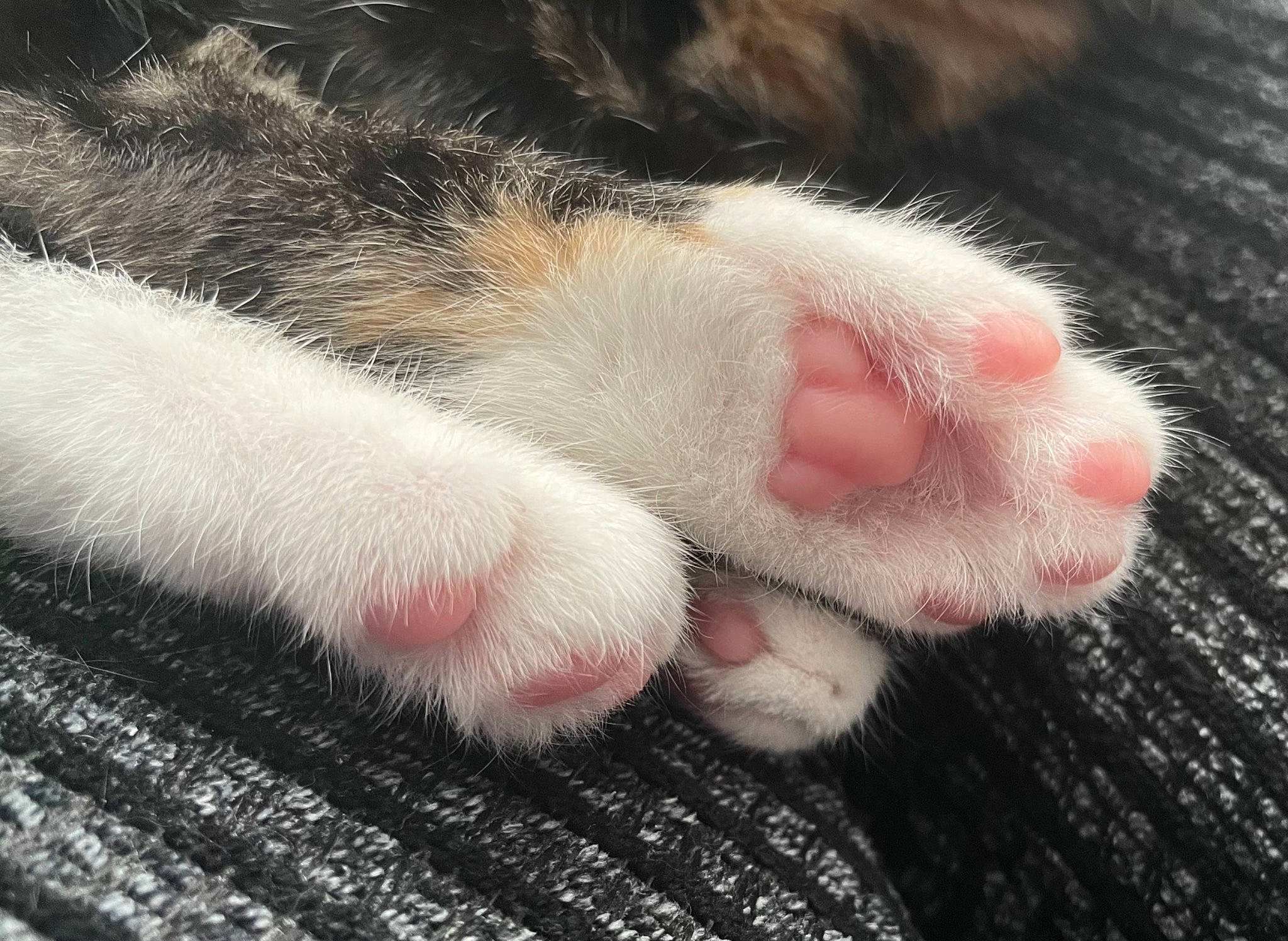 Izzy joined the competition — help win amazing prizes! carnivore, cat, claw, comfort, fawn, felidae, fur, leg, nail, nap, paw, small_to_medium_sized_cats, snout, tail, terrestrial_animal, whiskers