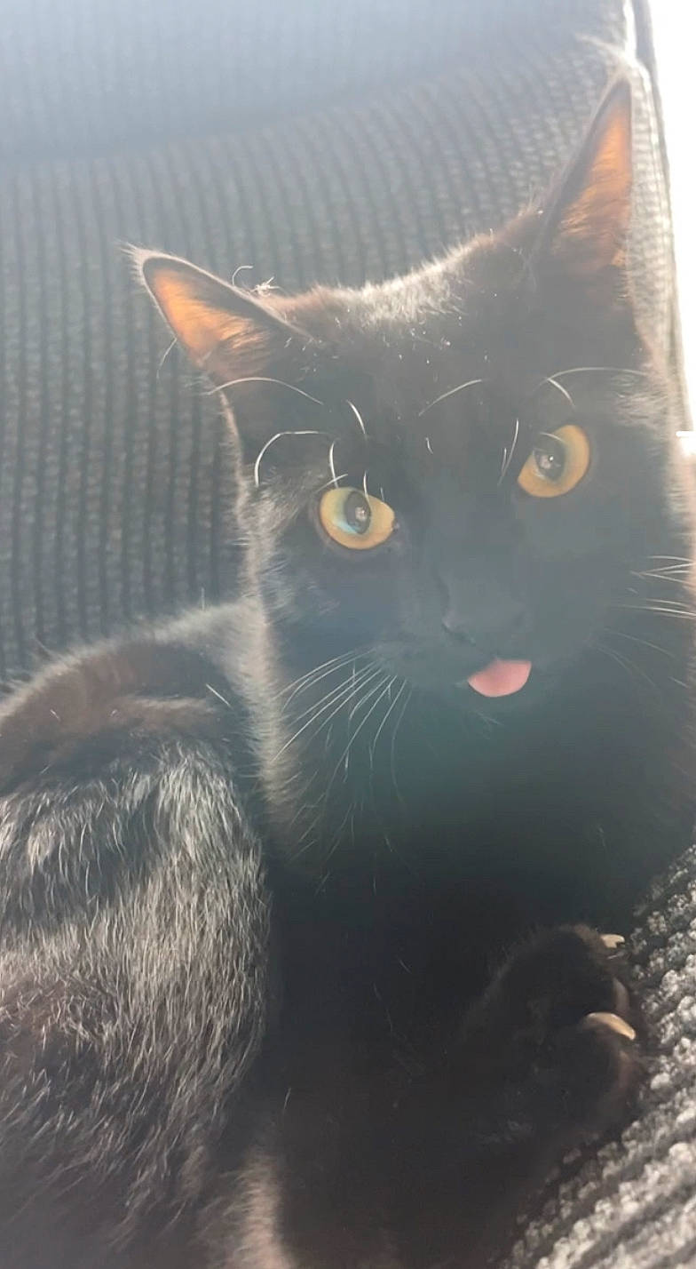 Nero is registered to the contest to win money with this photo: black_cat, carnivore, cat, domestic_short_haired_cat, felidae, fur, grey, monochrome_photography, small_to_medium_sized_cats, snout, tail, terrestrial_animal, whiskers, wildlife