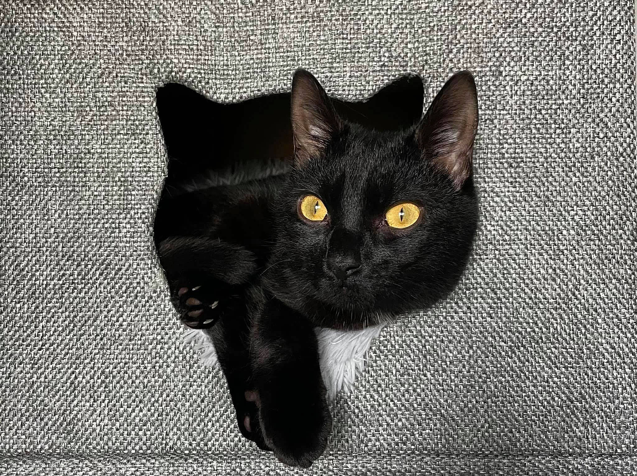 Nero joined the competition — help win amazing prizes! black_cat, bombay, carnivore, cat, claw, domestic_short_haired_cat, felidae, fur, grey, pattern, paw, small_to_medium_sized_cats, snout, tail, terrestrial_animal, whiskers