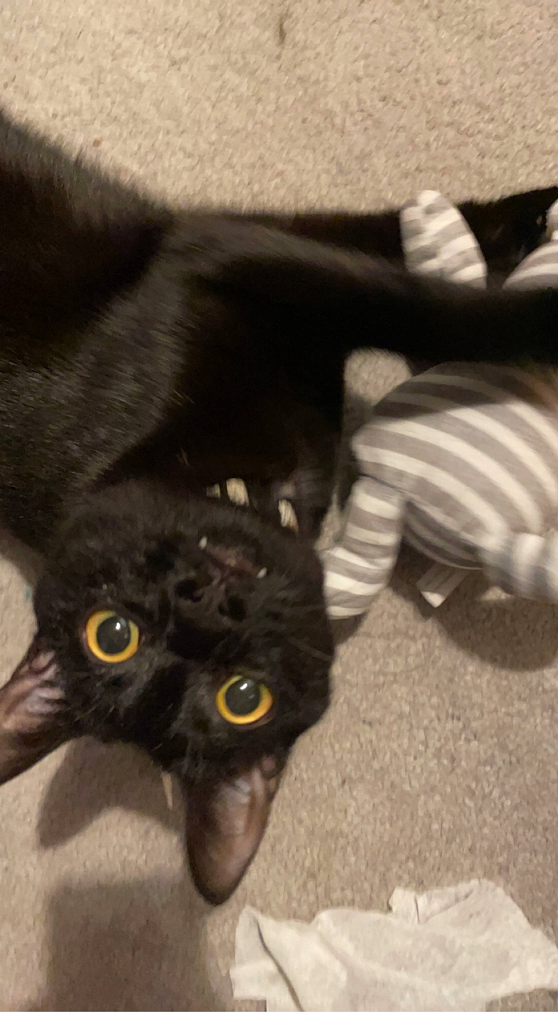 Nero is registered to the contest to win money with this photo: black_cat, bombay, carnivore, cat, claw, comfort, companion_dog, dog_breed, domestic_short_haired_cat, felidae, flooring, foot, fur, paw, sitting, small_to_medium_sized_cats, snout, tail, terrestrial_animal, whiskers