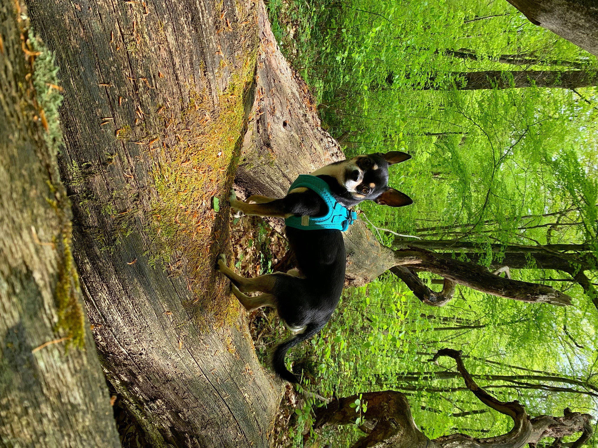 Dobby participe au concours pour gagner de l'argent avec cette photo : adventure, biome, canidae, carnivore, dog, dog_breed, dog_supply, forest, grass, jungle, leisure, plant, recreation, tail, tree, trunk, water, wood, woodland, working_animal