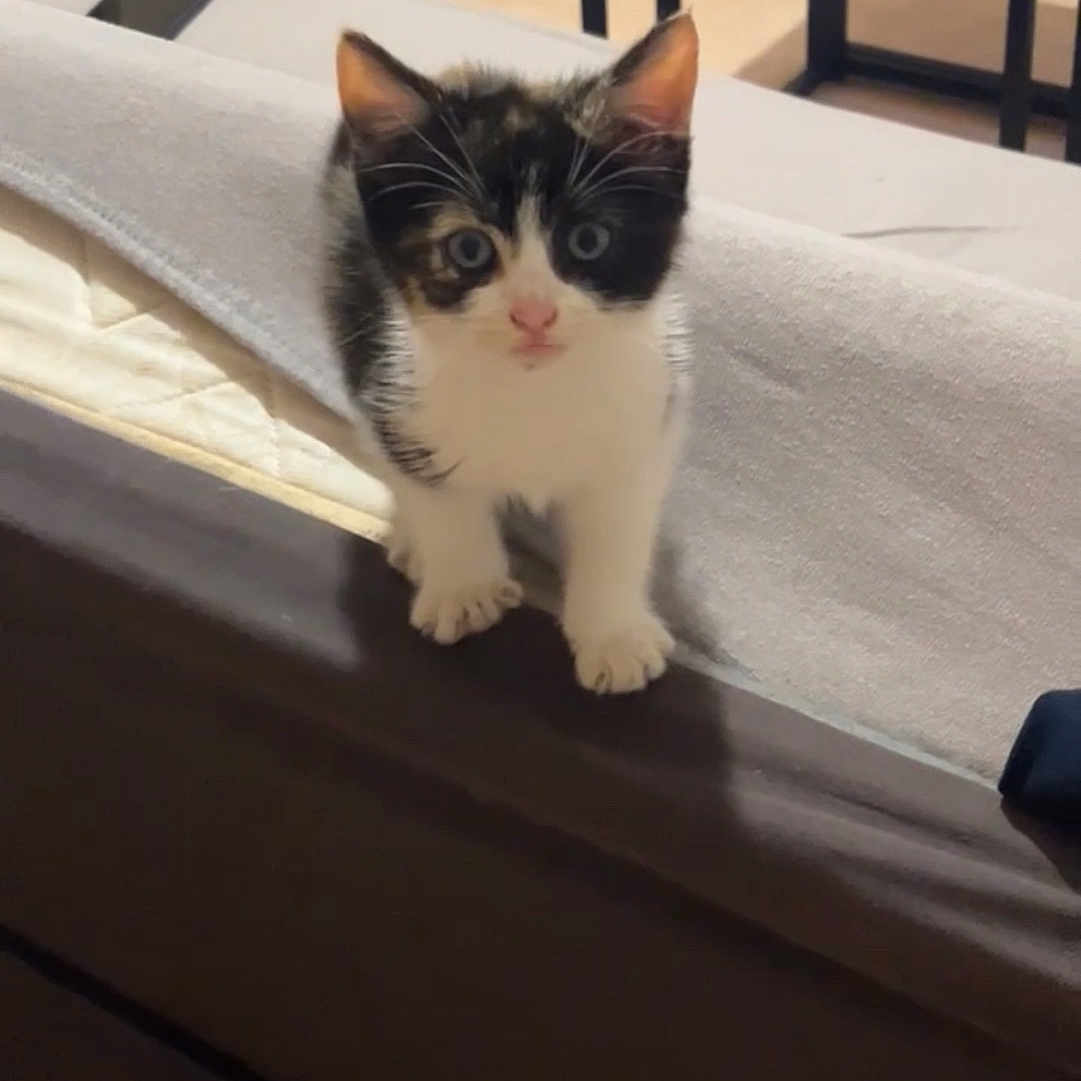 Athena a rejoint le concours — aidez-le/la à gagner de superbes lots ! animal, bed, black_and_white, blanket, cat, cozy, curious, cute, domestic, floor, furniture, home, household, indoor, kitten, looking, pet, small, table, young