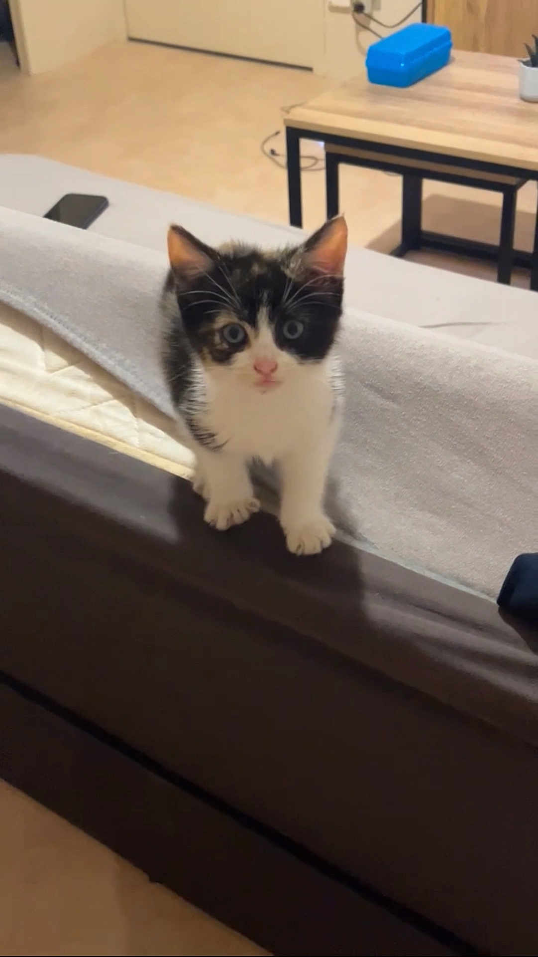 Athena a rejoint le concours — aidez-le/la à gagner de superbes lots ! kitten, cat, pet, animal, indoor, bed, blanket, furniture, table, curious, small, black_and_white, cute, young, domestic, looking, floor, cozy, home, household