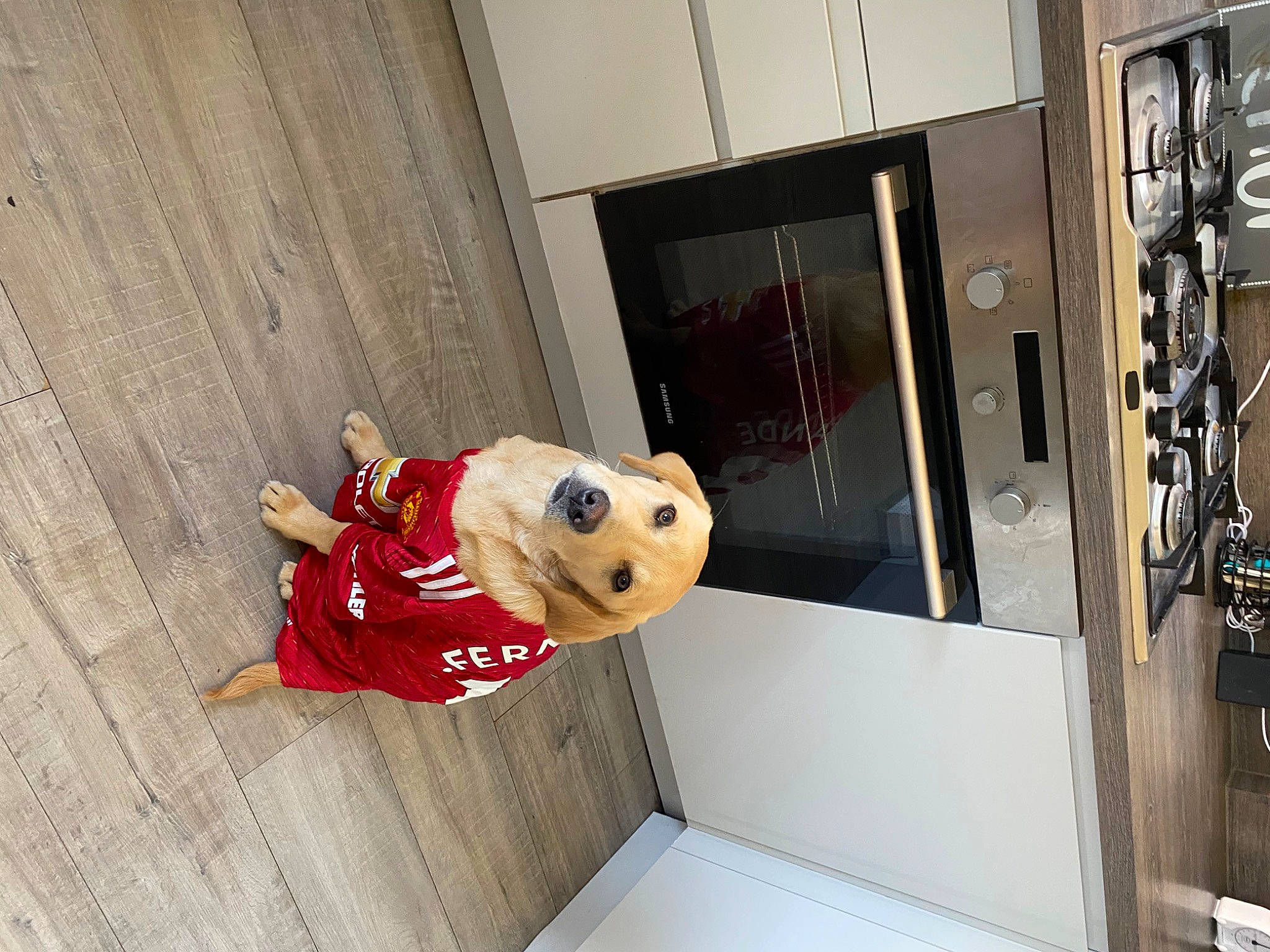 Bruno is registered to the contest to win money with this photo: ball, carmine, door, flooring, football, gas, hardwood, machine, room, sporting_group, stuffed_toy, toy, wood
