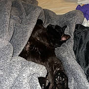 Bumblebee joined the competition — help win amazing prizes! black_cat, cat, blanket, bed, cozy, sleeping, indoor, furry, paws, fur, resting, soft_texture, comfortable, relaxed, pet, animal, home, domestic, nap, feline