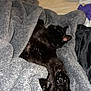 black_cat, cat, blanket, bed, cozy, sleeping, indoor, furry, paws, fur, resting, soft_texture, comfortable, relaxed, pet, animal, home, domestic, nap, feline