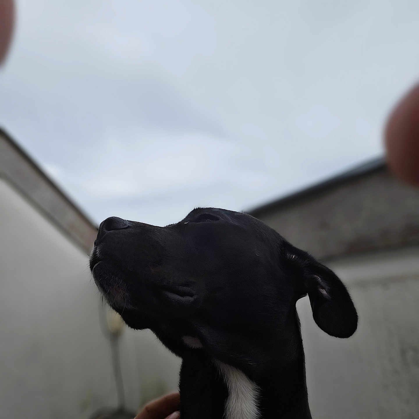 Naya a rejoint le concours — aidez-le/la à gagner de superbes lots ! animal, beagle, bodypart, bulldog, canine, chihuahua, dog, finger, greatdane, hand, head, hound, labradorretriever, person, pet, pitbull, pointer, puppy, silhouette, snout