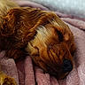 animal, blanket, brown, closeup, cozy, curly_fur, cute, dog, ears, fur, indoors, nap, peaceful, pet, relaxation, resting, sleeping, snout, soft, whiskers