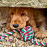 animal, brown, close_up, cute, dog, fur, golden_retriever, ground, hidden, nature, outdoor, paw, peeking, pet, playful, puppy, rocks, rope_toy, snout, toy