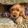 animal, closeup, cute, dog, ears, fur, golden_retriever, hiding, natural, nose, outdoor, paws, pebbles, pet, puppy, relaxed, rope_toy, sleepy, stone, toy