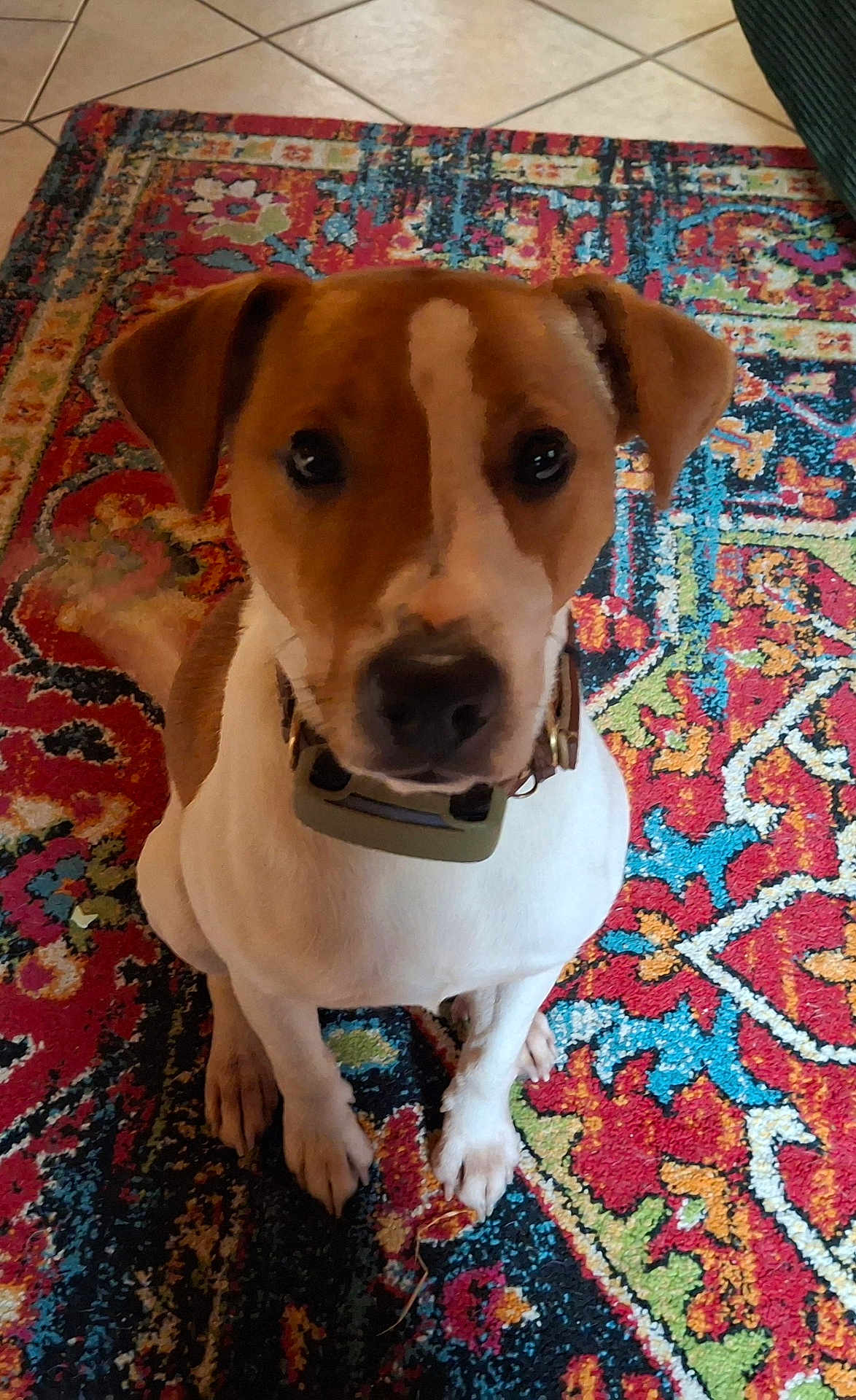 Milou participe au concours pour gagner de l'argent avec cette photo : dog, pet, indoor, carpet, patterned_rug, brown, white, collar, sitting, looking_up, animal, canine, floor_tiles, ears, paws, fur, domestic_animal, cute, companion, alert