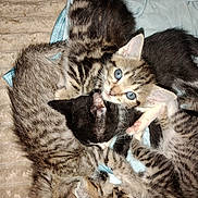 Horus joined the competition — help win amazing prizes! kitten, cat, sleeping, blue_eyes, fur, animal, pet, cute, tabby, striped, resting, blanket, indoor, soft, cuddling, pile, young, mammal, whiskers, playful