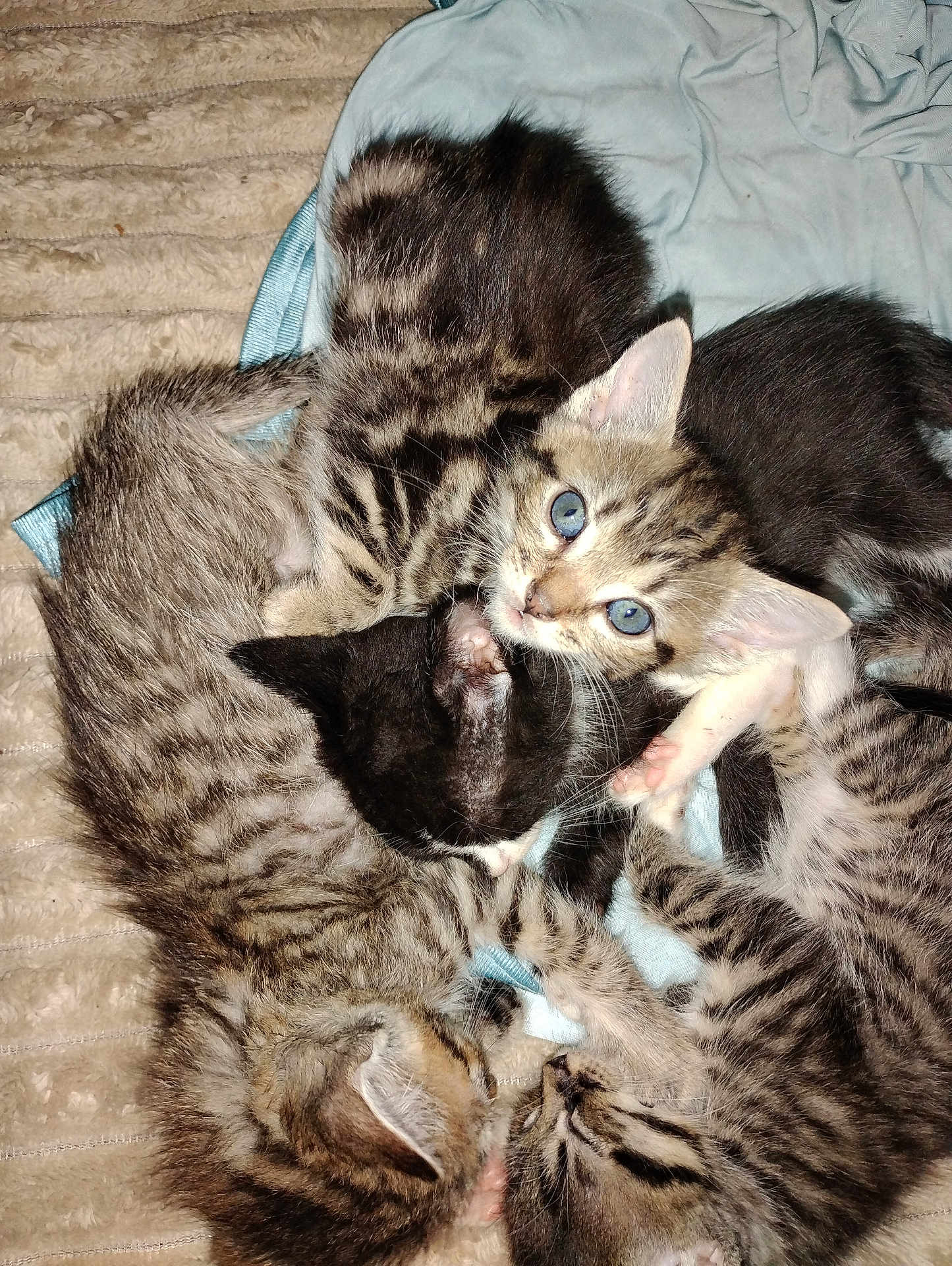 Horus joined the competition — help win amazing prizes! kitten, cat, sleeping, blue_eyes, fur, animal, pet, cute, tabby, striped, resting, blanket, indoor, soft, cuddling, pile, young, mammal, whiskers, playful